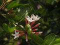 کاراندا